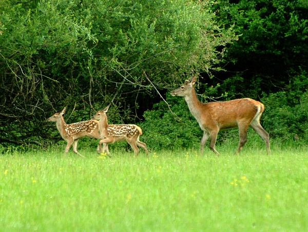 PASSIONE PER IL CERVO